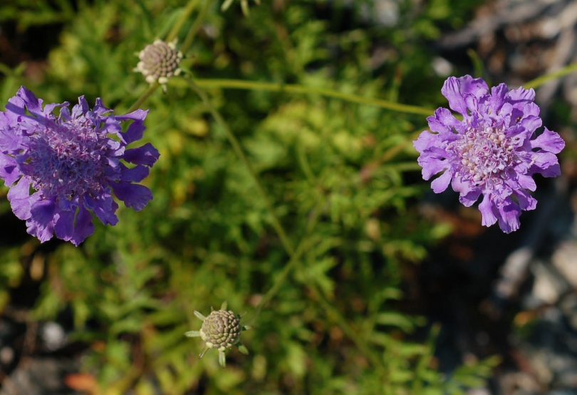 Изображение особи Scabiosa lachnophylla.