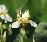 Iris flavescens. Цветок (культивар). Московская обл., Раменский р-н, окр. дер. Хрипань, садовый участок. 06.06.2011.