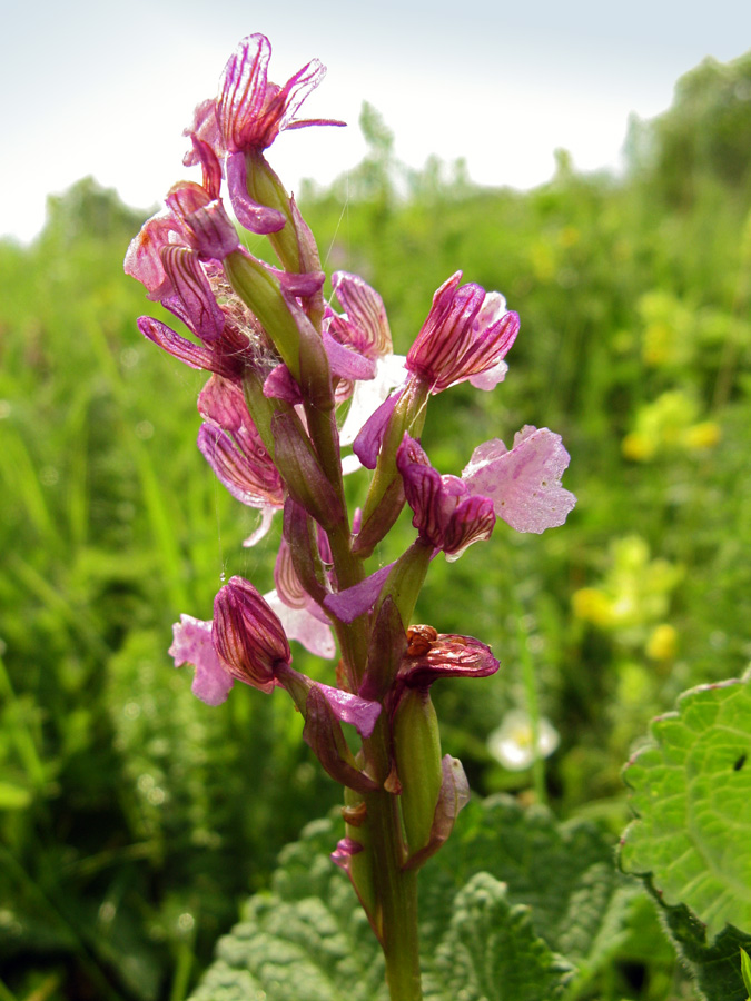 Изображение особи Anacamptis morio ssp. caucasica.