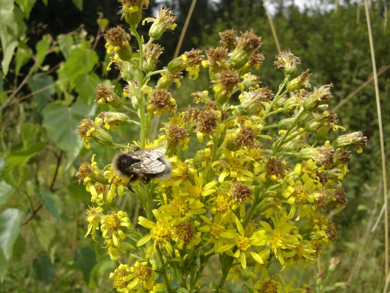 Изображение особи Solidago virgaurea.