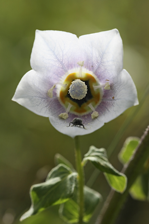 Изображение особи Codonopsis clematidea.