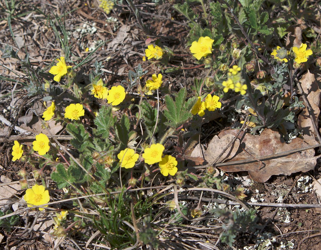 Изображение особи Potentilla patula.