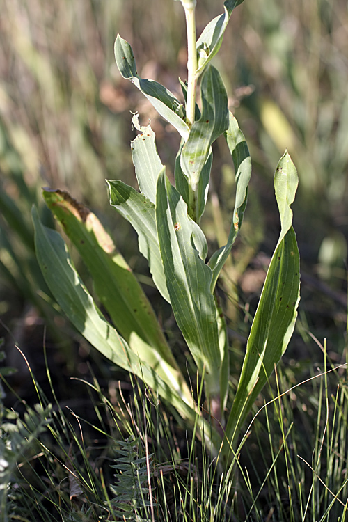 Изображение особи Tragopogon orientalis.