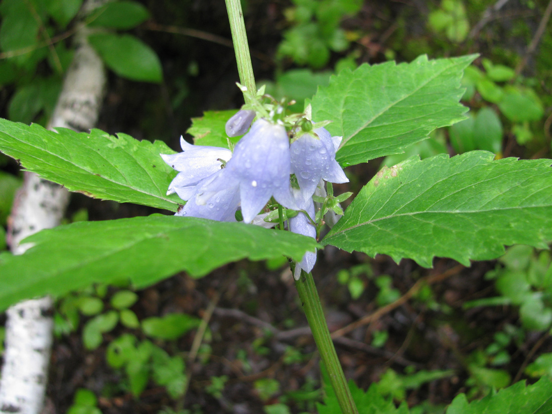 Изображение особи Adenophora pereskiifolia.