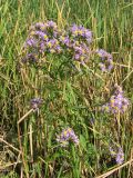 Tripolium pannonicum