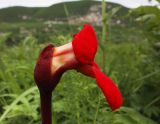 Изображение особи. Автор - Владимир Савельев