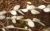 Fibigia eriocarpa