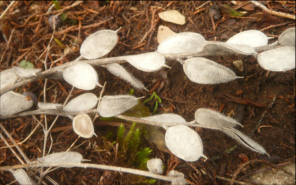 Изображение особи Fibigia eriocarpa.