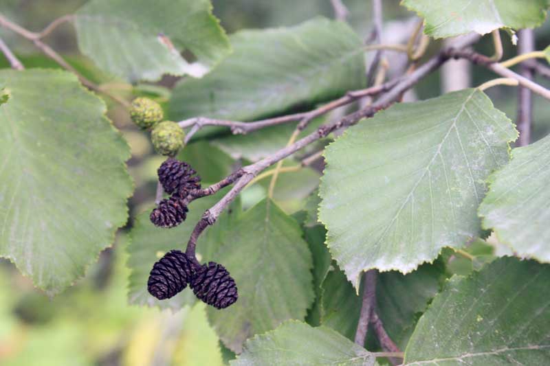 Image of Alnus incana specimen.