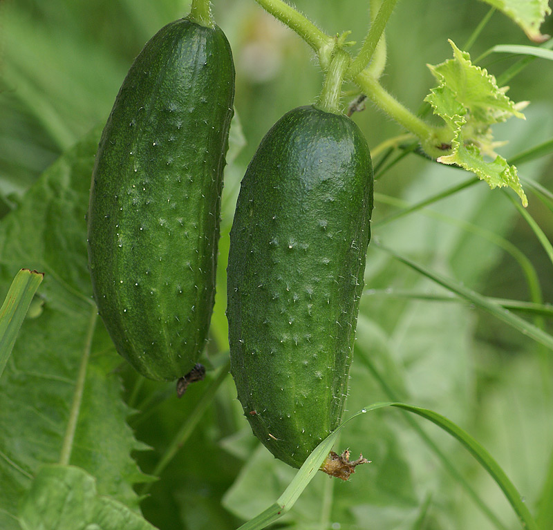 Изображение особи Cucumis sativus.