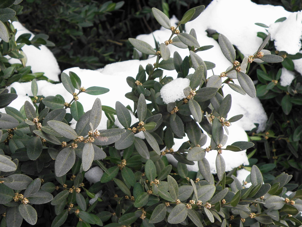 Image of Buxus sempervirens specimen.