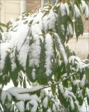 Lauro-cerasus officinalis. Ветви, покрытые снегом. Черноморское побережье Кавказа, г. Новороссийск, в культуре. 1 февраля 2012 г.