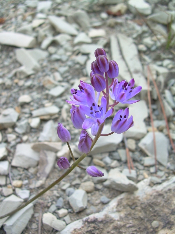 Image of Prospero autumnale specimen.