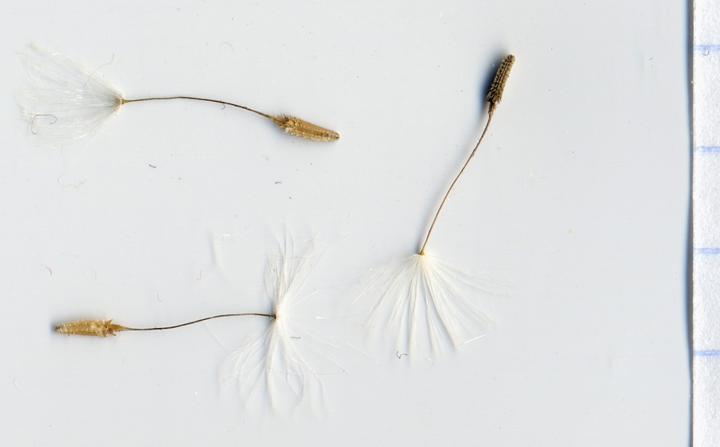 Image of Taraxacum karatavicum specimen.