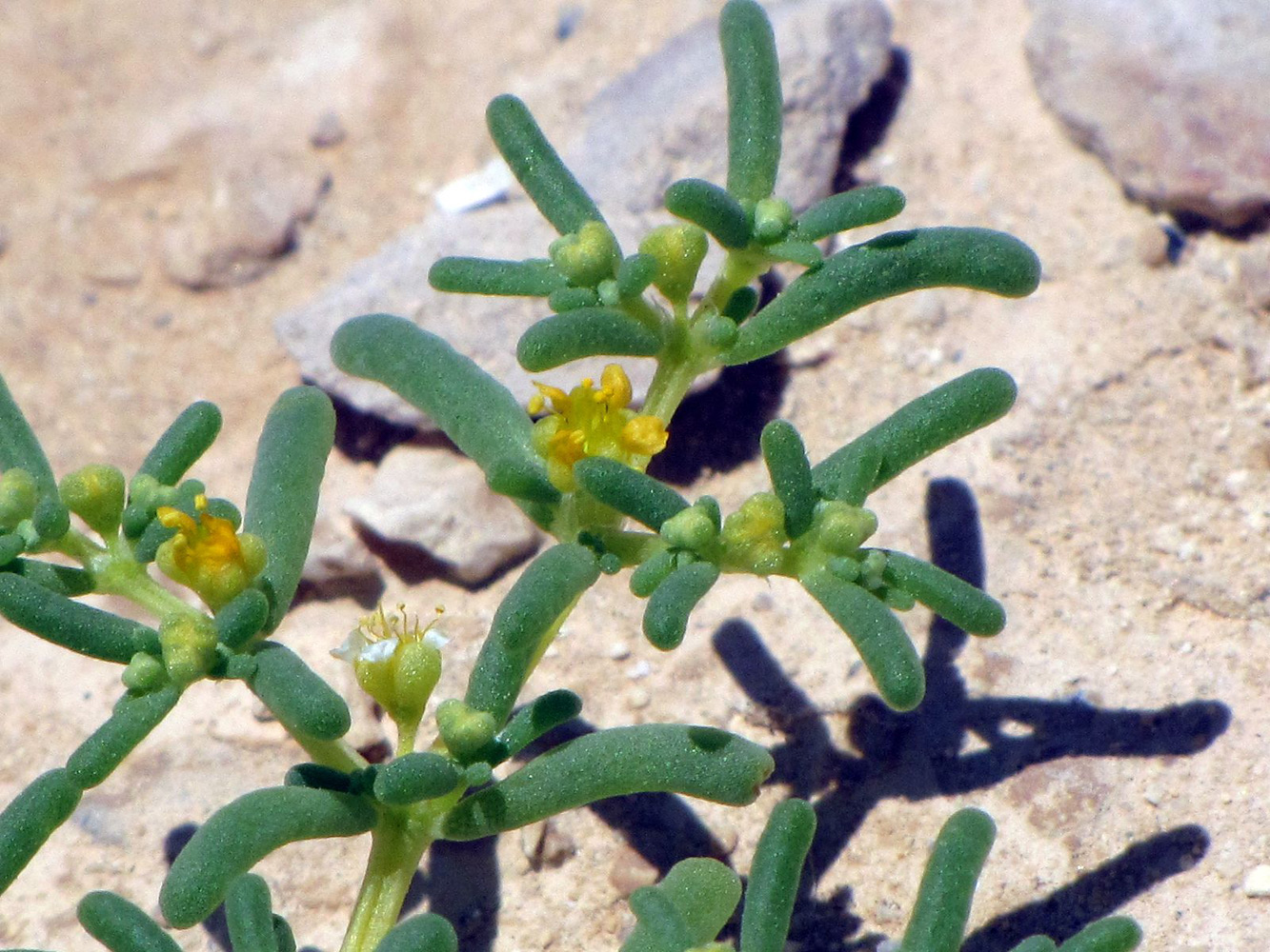 Изображение особи Tetraena simplex.