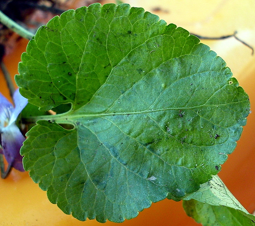 Image of Viola suavis specimen.