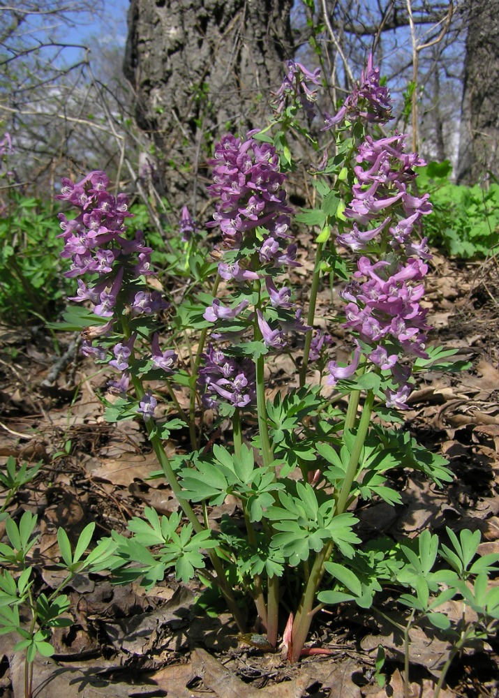 Изображение особи Corydalis solida.