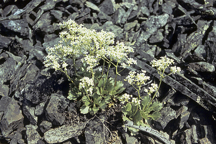 Image of Micranthes punctata specimen.