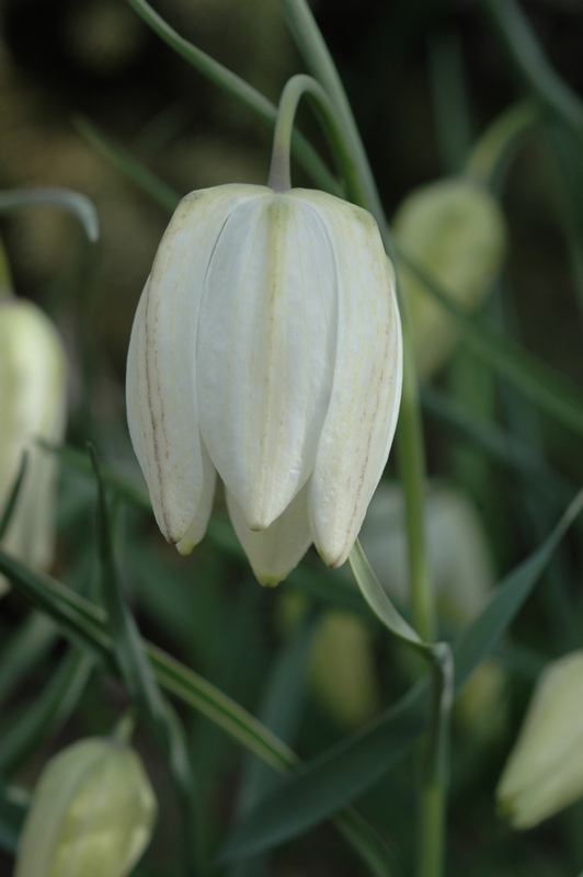 Image of Fritillaria meleagris specimen.