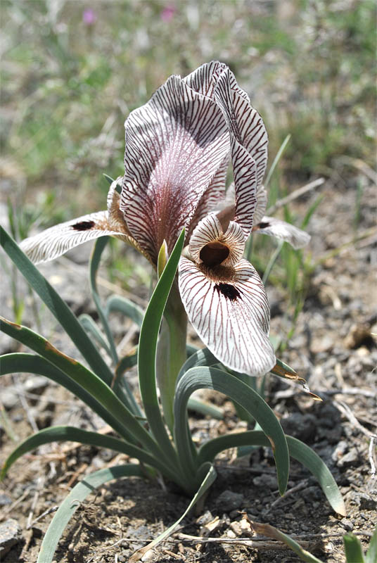 Image of Iris helena specimen.