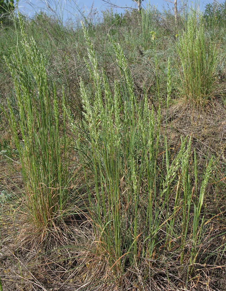 Image of Koeleria sabuletorum specimen.