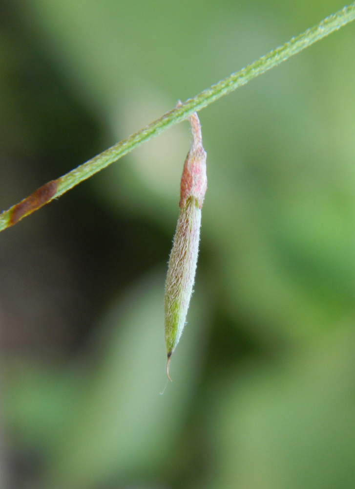 Изображение особи Astragalus austriacus.