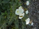 Convolvulus scammonia. Цветущие растения. Южный берег Крыма, подножие горы Кошка. 16 июня 2012 г.