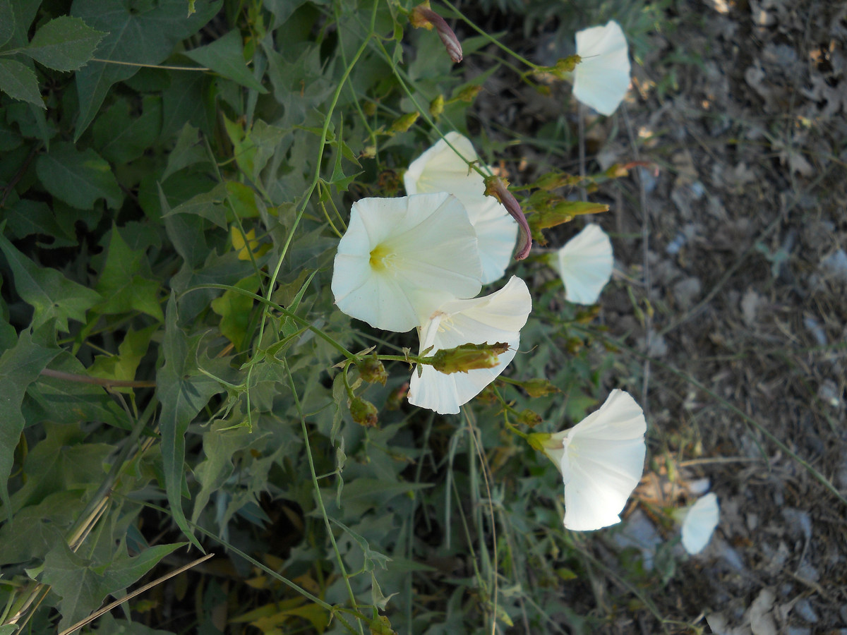 Изображение особи Convolvulus scammonia.