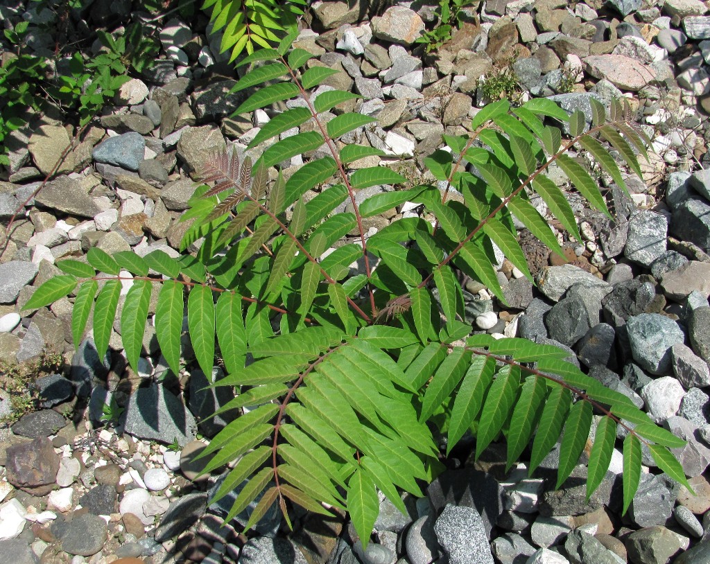 Изображение особи Ailanthus altissima.