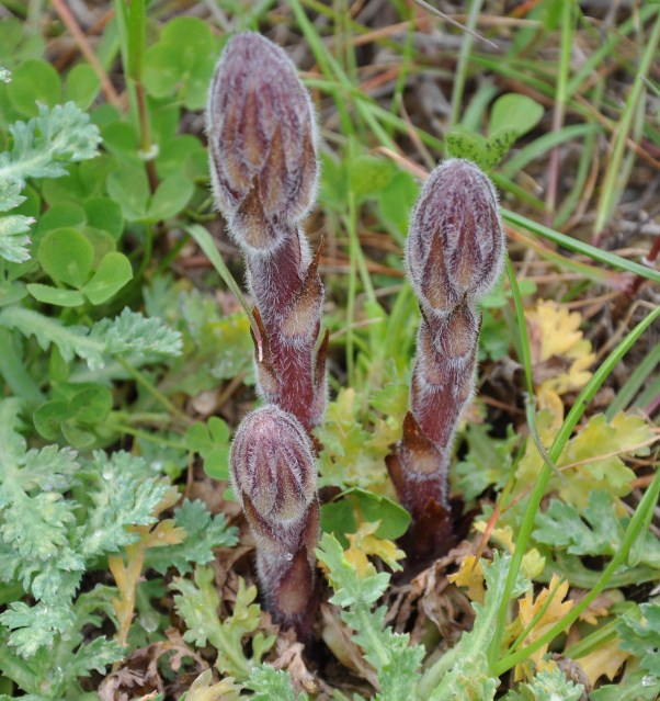 Image of Orobanche minor specimen.