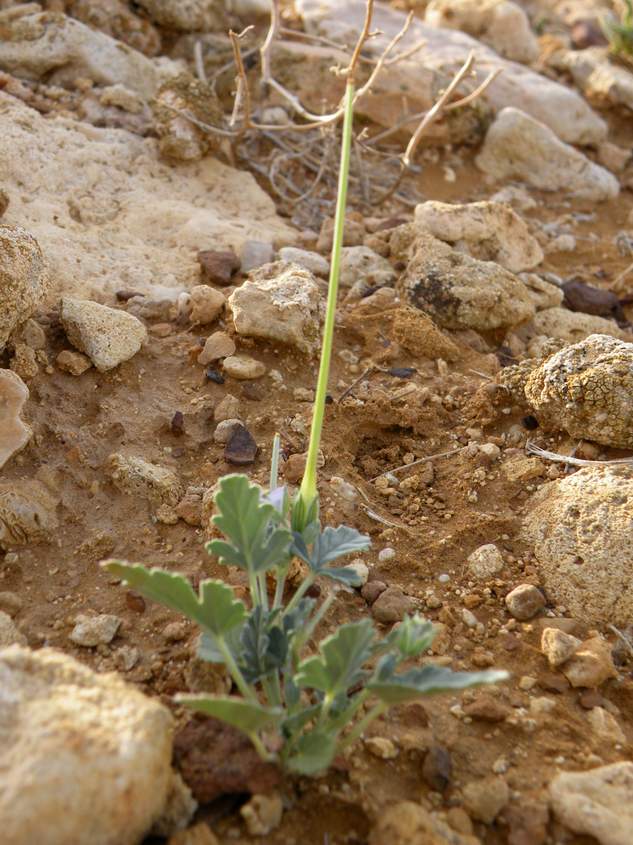 Изображение особи Erodium oxyrhynchum.