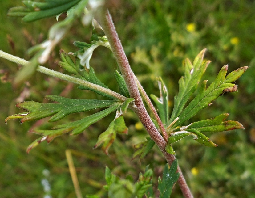 Изображение особи Potentilla argentea.