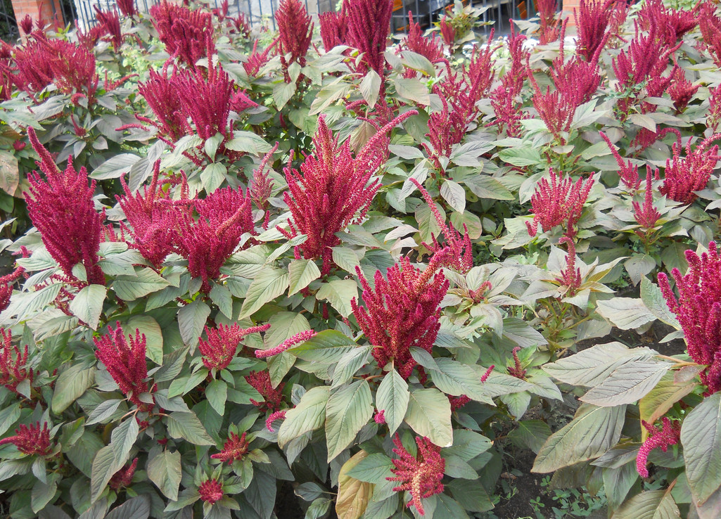 Image of Amaranthus cruentus specimen.