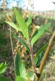 Salix myrsinifolia