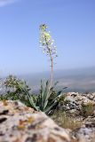 Eremurus lactiflorus