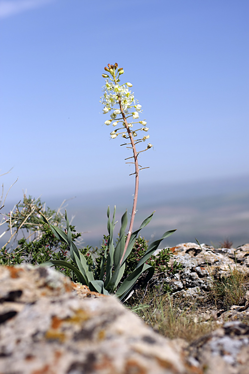 Изображение особи Eremurus lactiflorus.