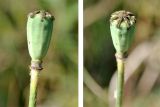 Papaver oreophilum