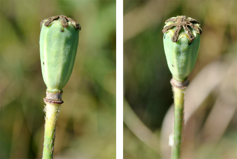 Изображение особи Papaver oreophilum.