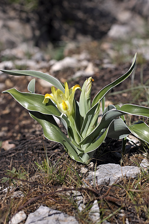 Изображение особи Juno orchioides.