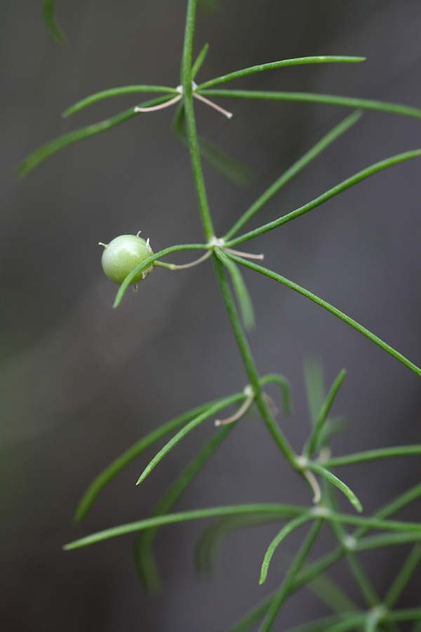 Image of genus Asparagus specimen.
