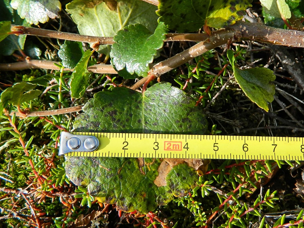 Image of genus Betula specimen.