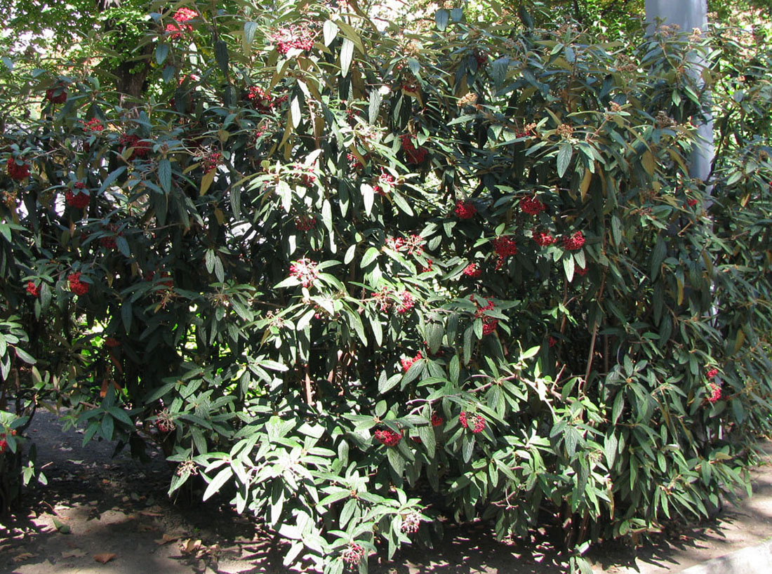 Image of Viburnum rhytidophyllum specimen.