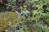 Artemisia lagocephala