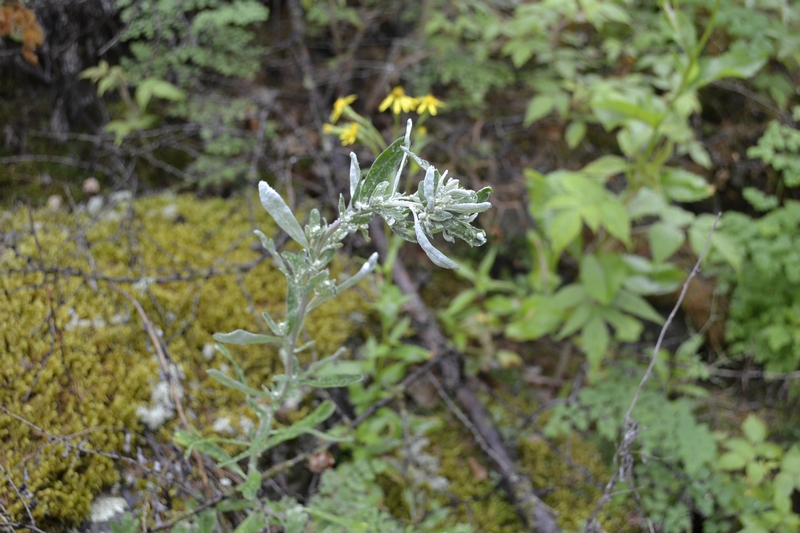 Изображение особи Artemisia lagocephala.