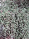 Enchylaena tomentosa. Плодоносящее растение. Израиль, Беэр-Шева, городская черта. 21.10.2012.