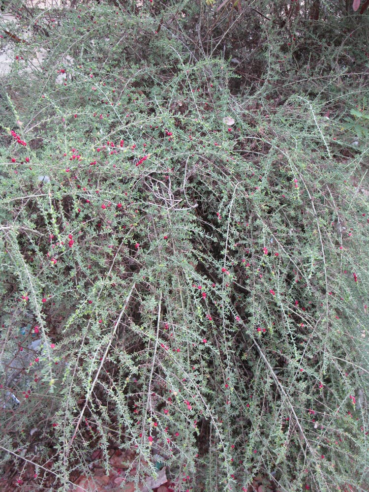 Image of Enchylaena tomentosa specimen.