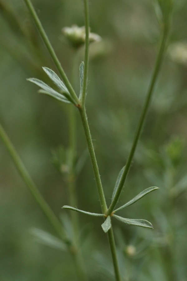 Image of Dorycnium pentaphyllum specimen.