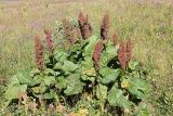 Rumex alpinus. Цветущее растение. Республика Адыгея, плато Лаго-Наки. 25.07.2012.