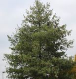 Pinus strobus. Крона взрослого дерева. Германия, г. Кемпен, в культуре. 09.11.2012.
