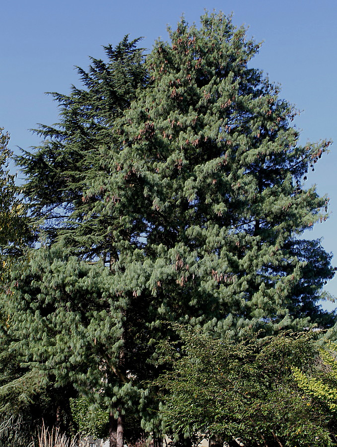 Image of Pinus wallichiana specimen.